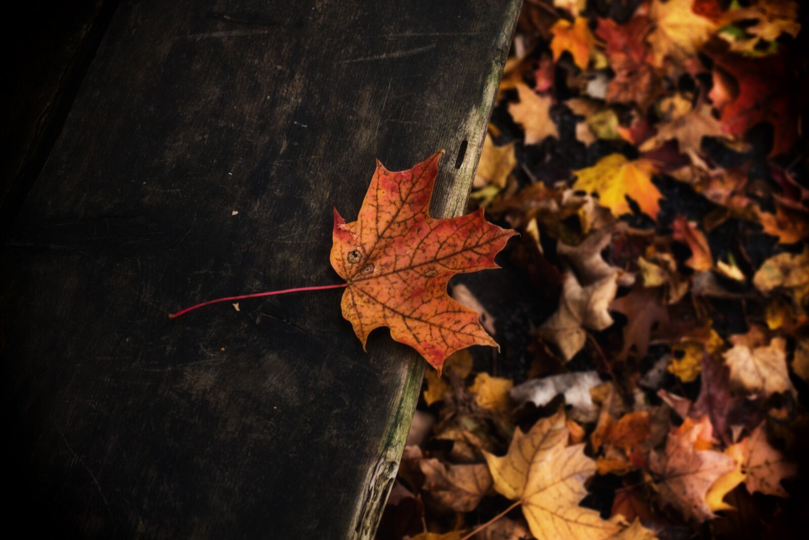 Nikon D750 sample photo. Bench, leaf, fall photography