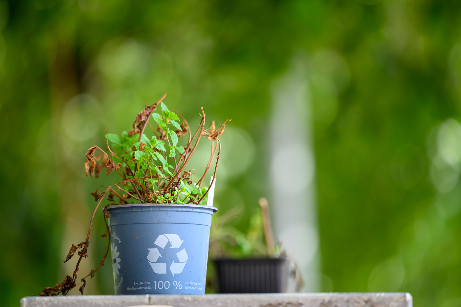 Nikon Nikkor Z 70-180mm F2.8 sample photo. Plant recycling photography