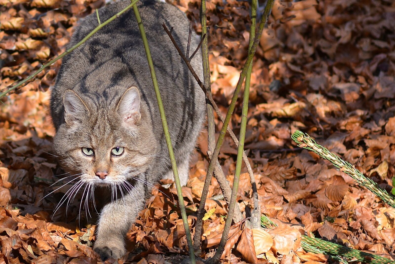 Nikon D5200 sample photo. Nature, animal photography