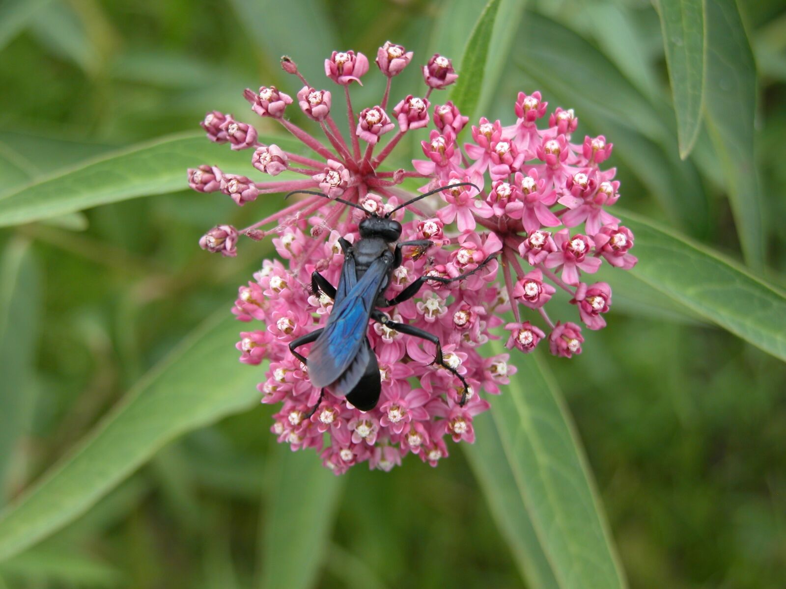 Nikon E5700 sample photo. Swamp milkweed, blue-winged mud photography