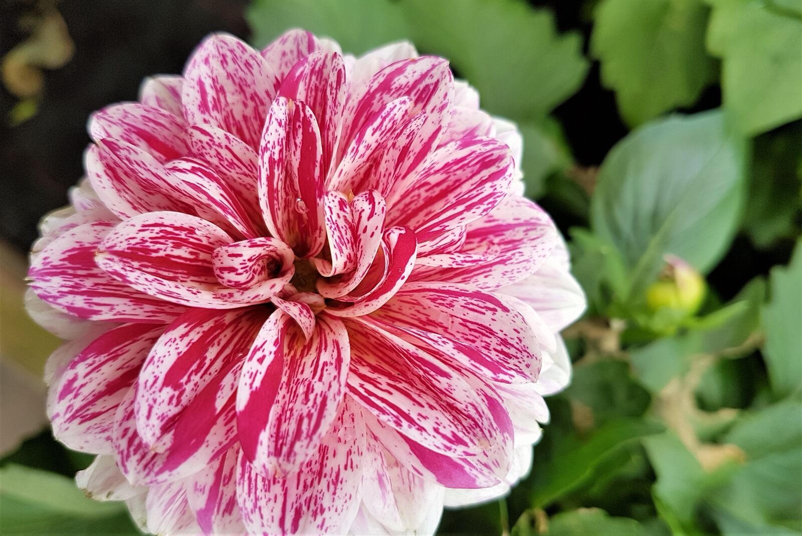 Samsung Galaxy S7 Edge sample photo. Dahlia, bloom, flower photography