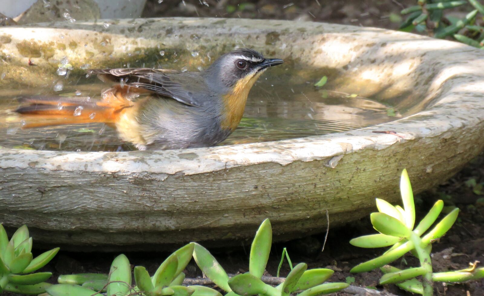 Canon PowerShot SX60 HS sample photo. Bird, robin, birdbath photography
