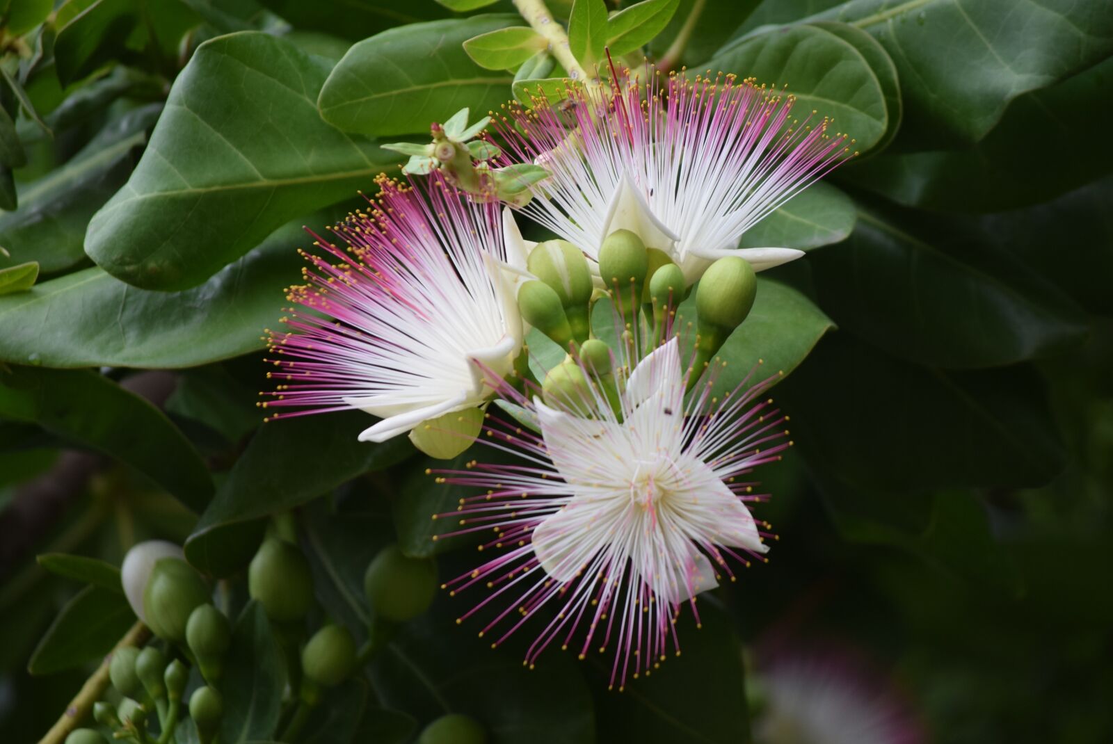 Nikon D3300 sample photo. Sea putat, flower, barringtonia photography