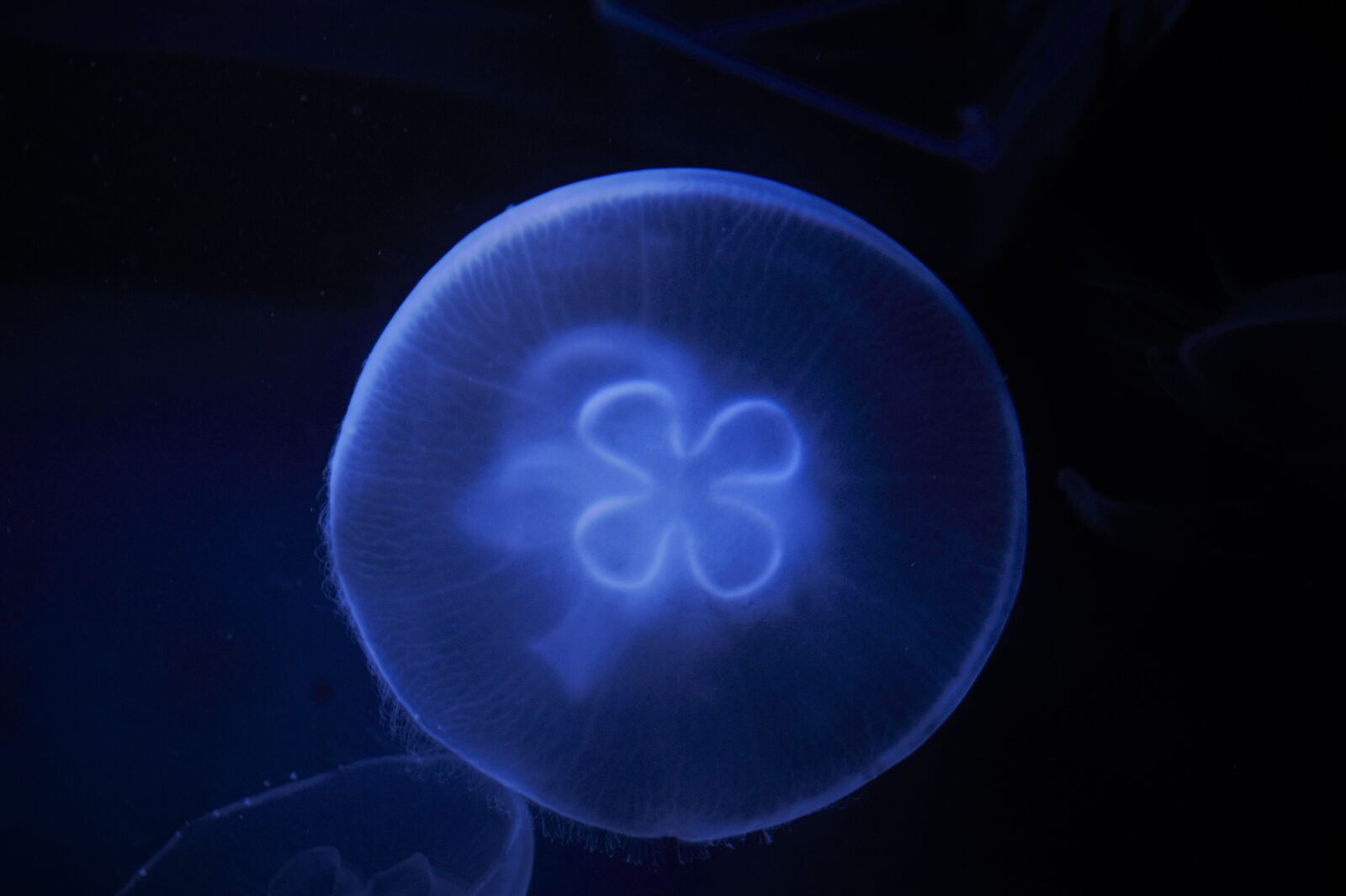 Sony SLT-A58 sample photo. Jellyfish, zoo, water photography