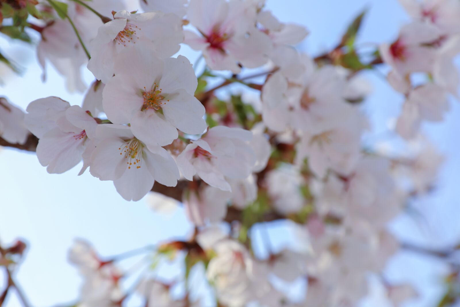 Canon EOS 5D Mark IV sample photo. Cherry blossom, wood, flowers photography