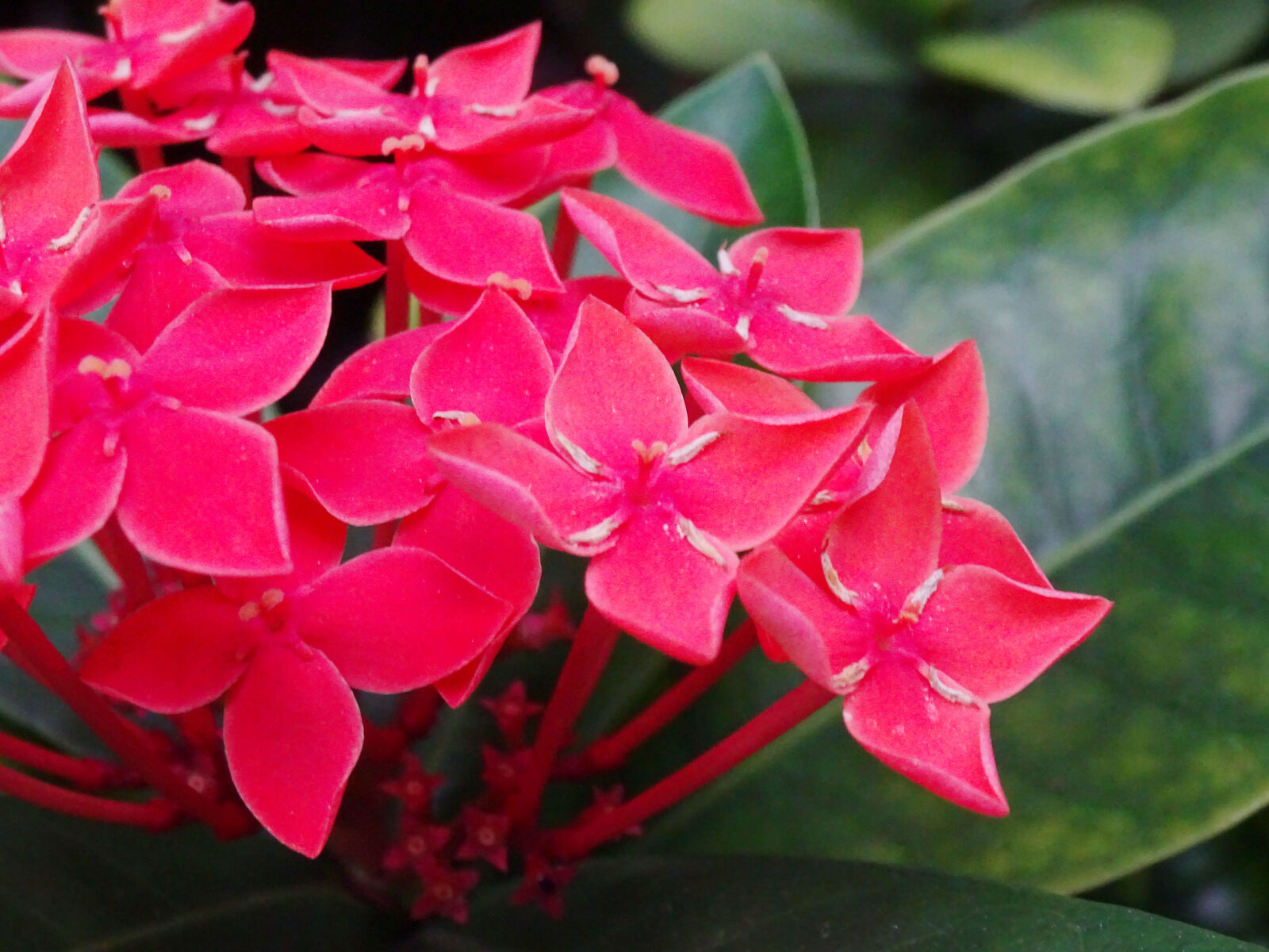 Sony Cyber-shot DSC-WX350 sample photo. Flower photography