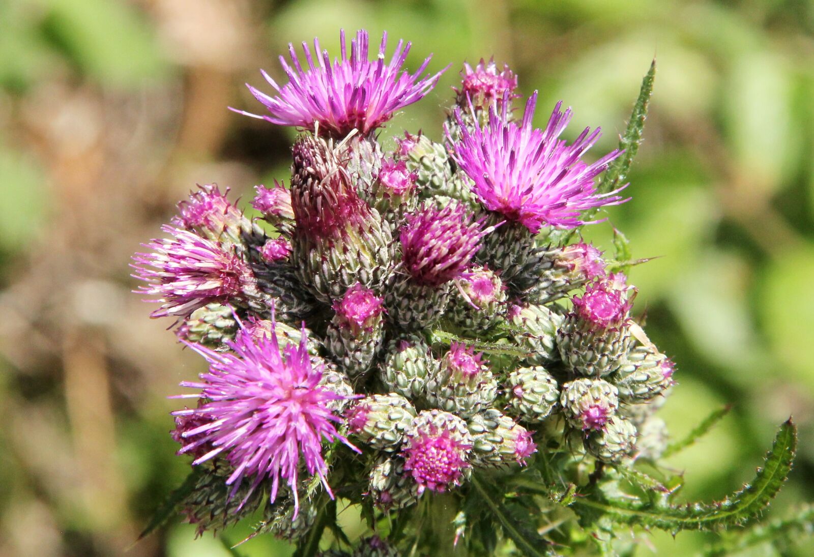 Canon EOS 550D (EOS Rebel T2i / EOS Kiss X4) sample photo. Thistle, nature, pink photography