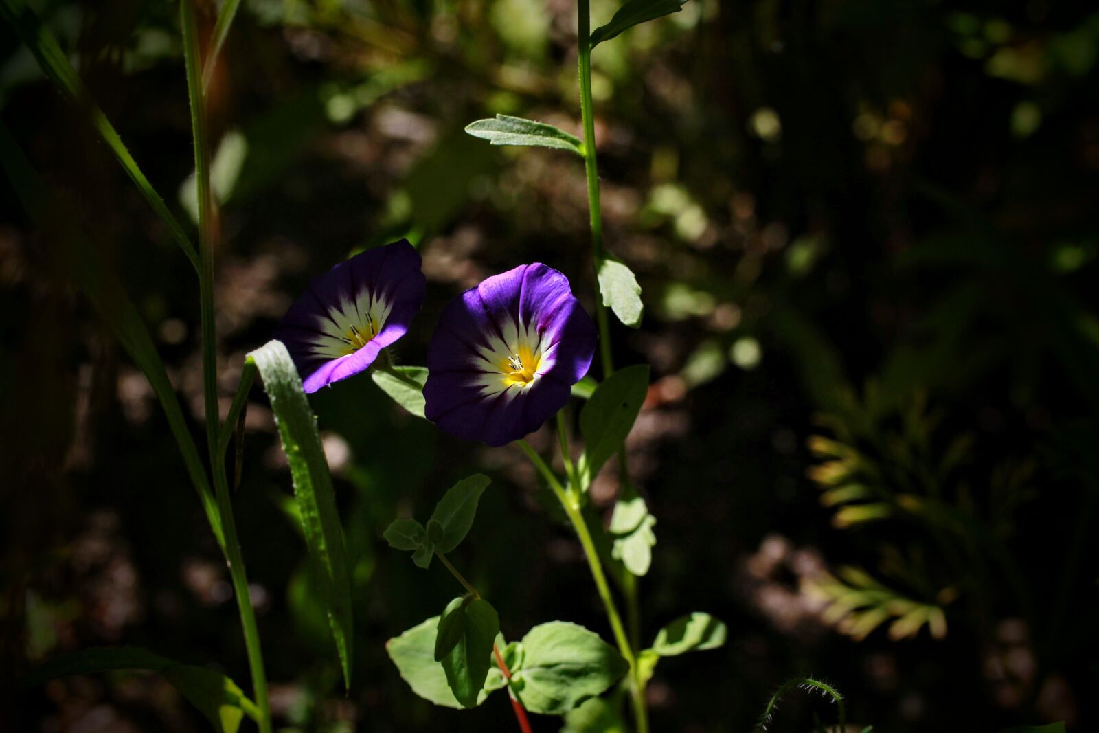 Canon EF-S 35mm F2.8 Macro IS STM sample photo. Flowers, purple, yellow photography