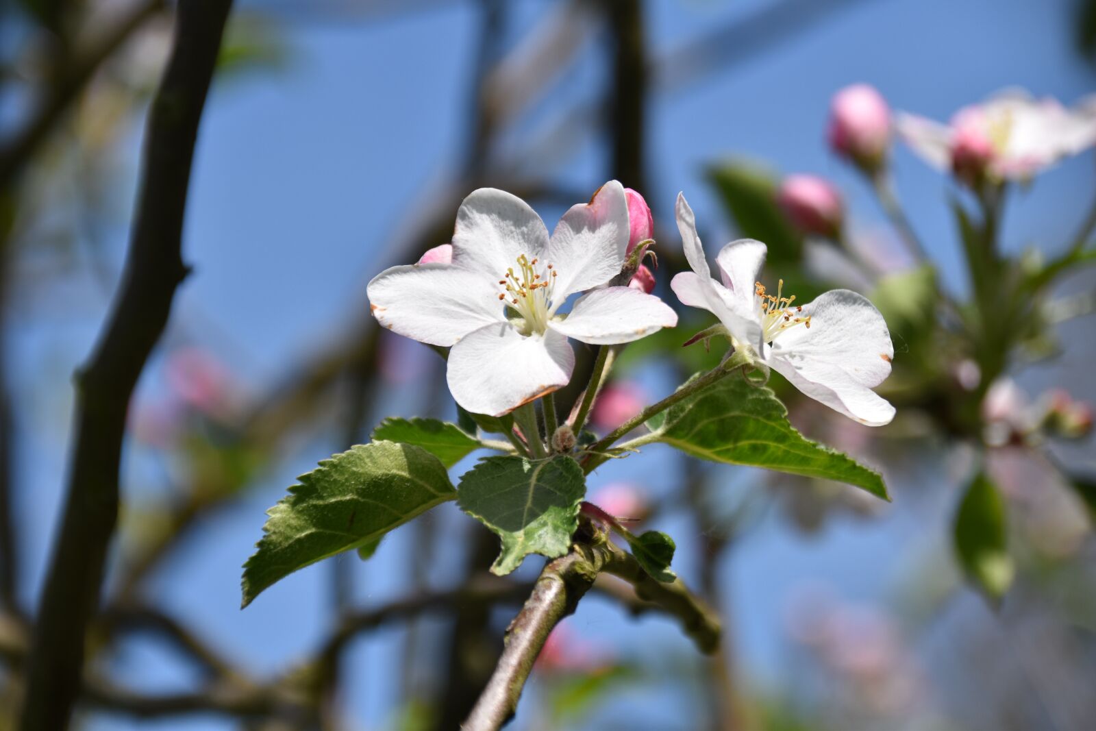 Nikon D5600 sample photo. Flower, flowers of apple photography