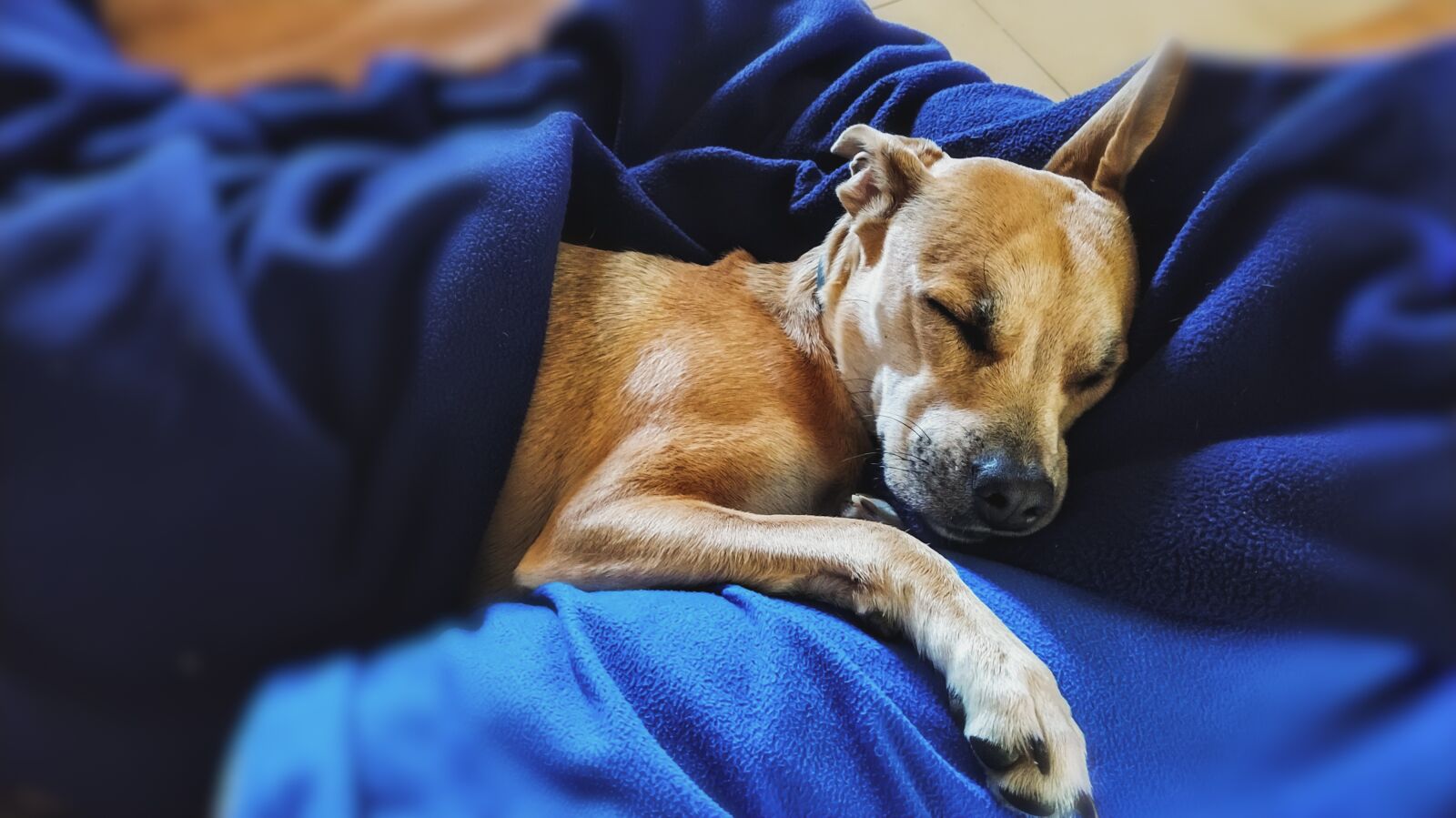 Xiaomi Mi A3 sample photo. Pet, pitbull, small breed photography