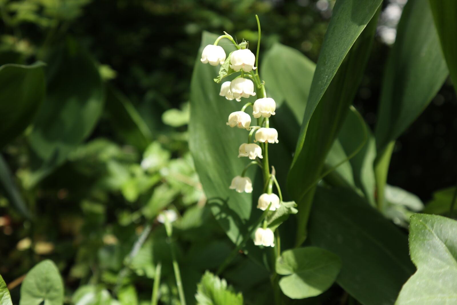 Canon EOS M100 sample photo. Lily of the valley photography