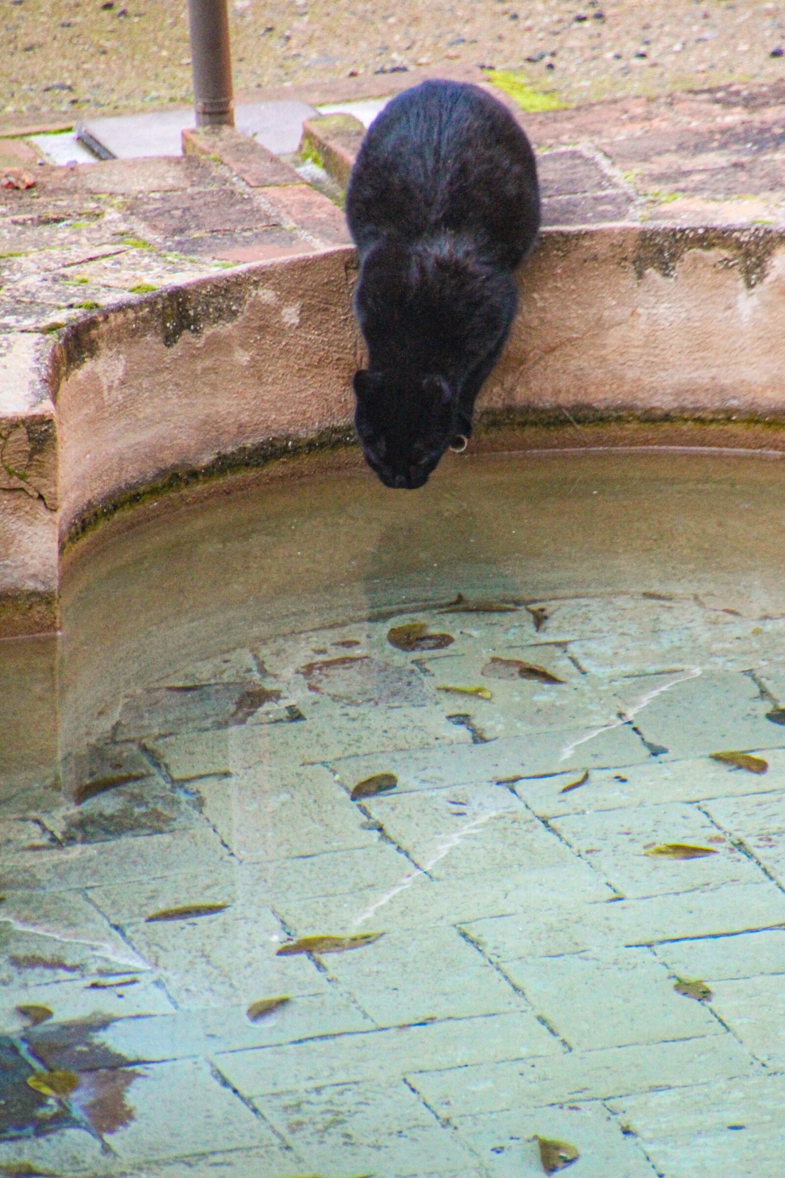 Canon EOS 600D (Rebel EOS T3i / EOS Kiss X5) sample photo. Pool, cat, drinking photography