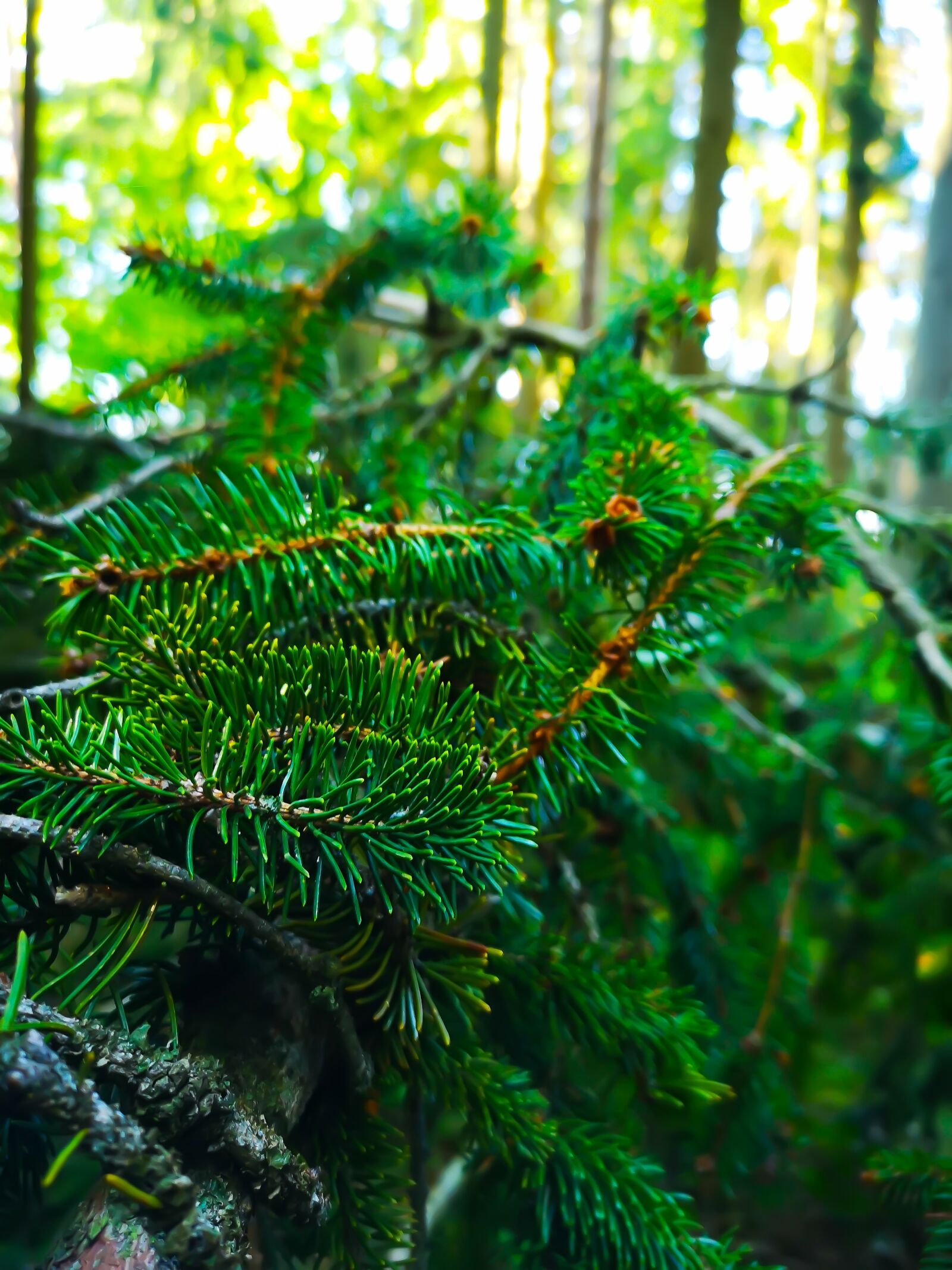 HUAWEI CLT-L29 sample photo. Tree, fir tree, needles photography