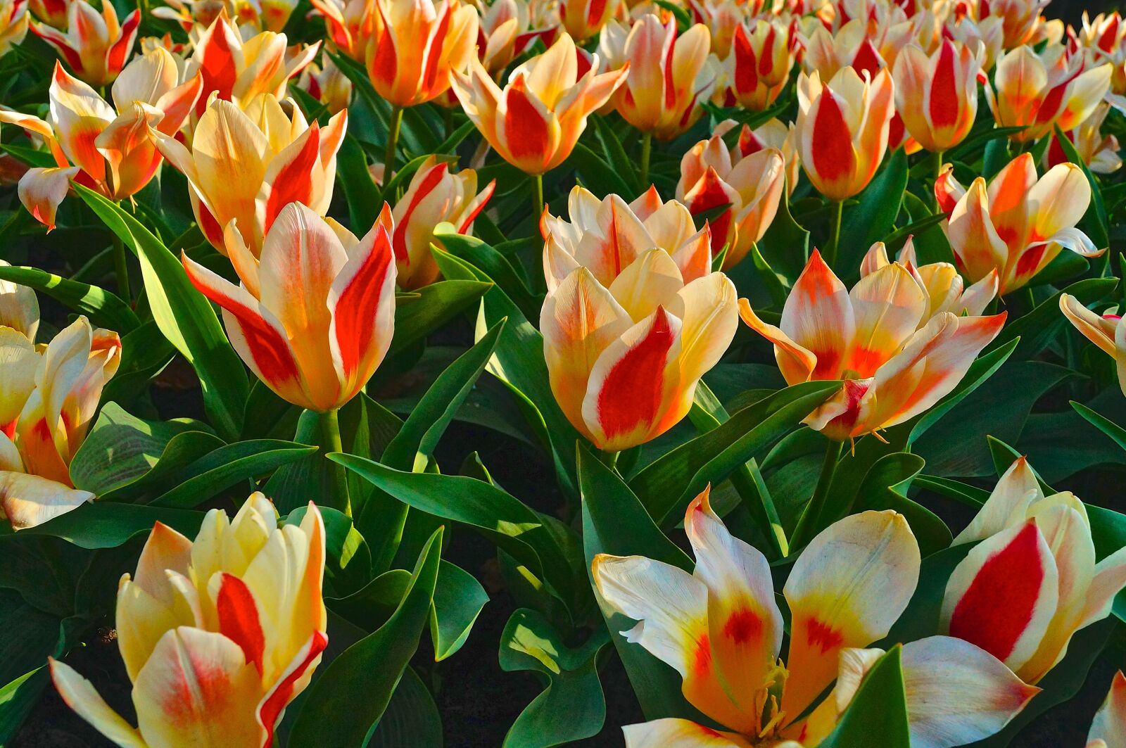 Sony SLT-A37 sample photo. Tulip, flower, plant photography