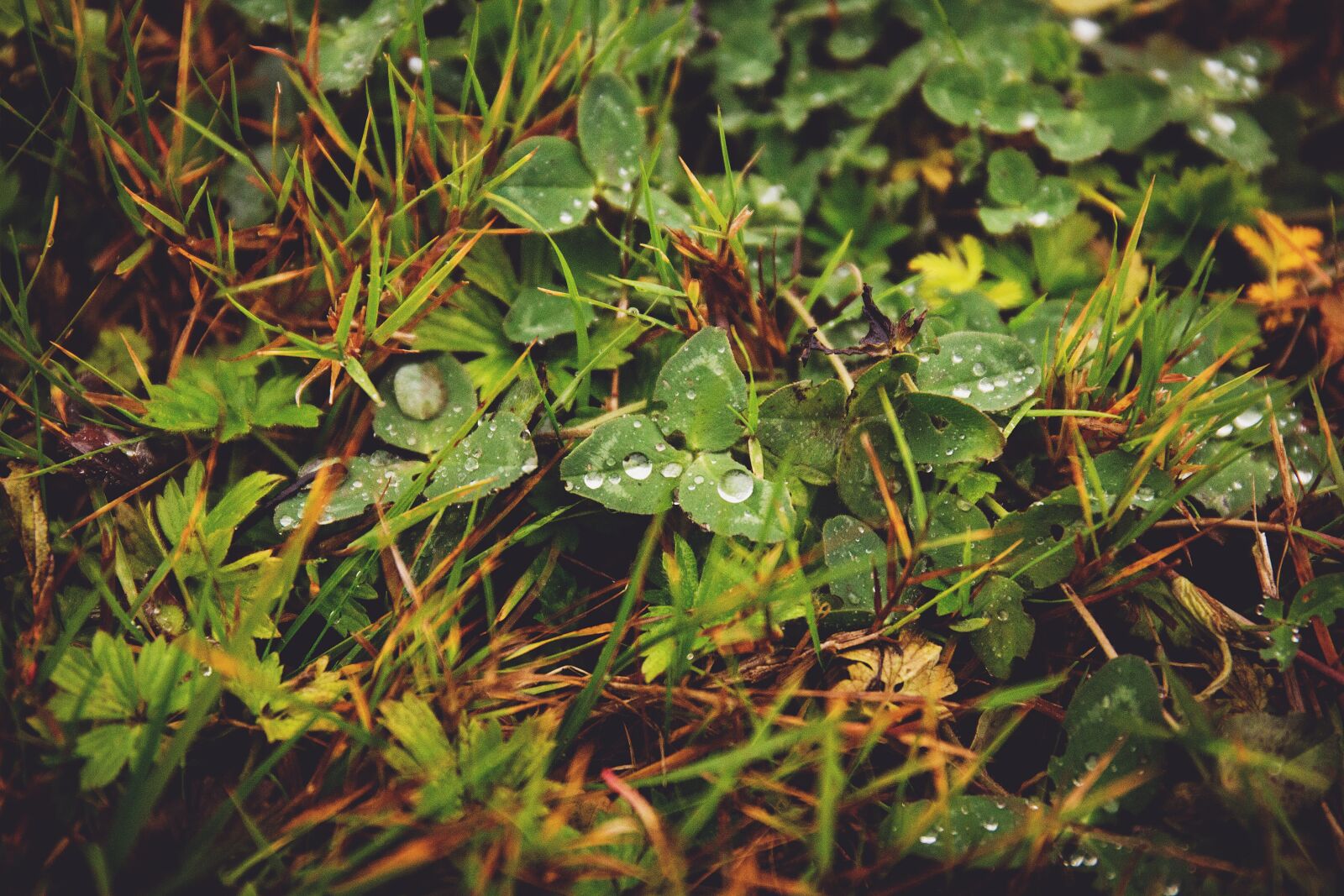 Canon EF 24-70mm F4L IS USM sample photo. Nature, autumn, brown photography