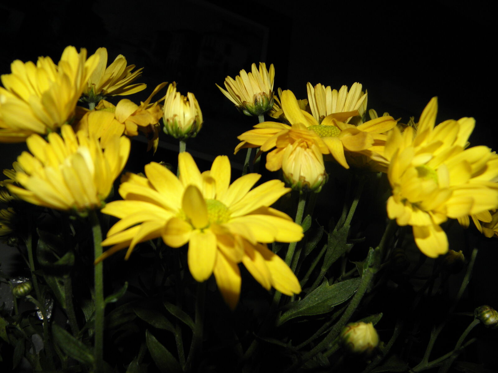 Olympus SP600UZ sample photo. Flower, yellow photography