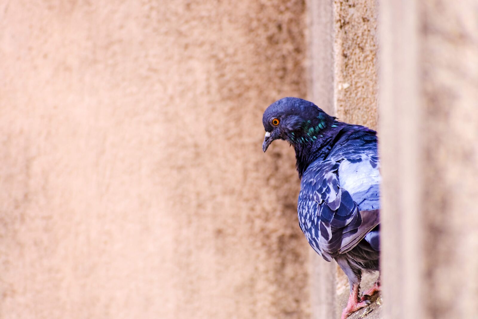 Nikon D3400 sample photo. Feather, bird, wing photography