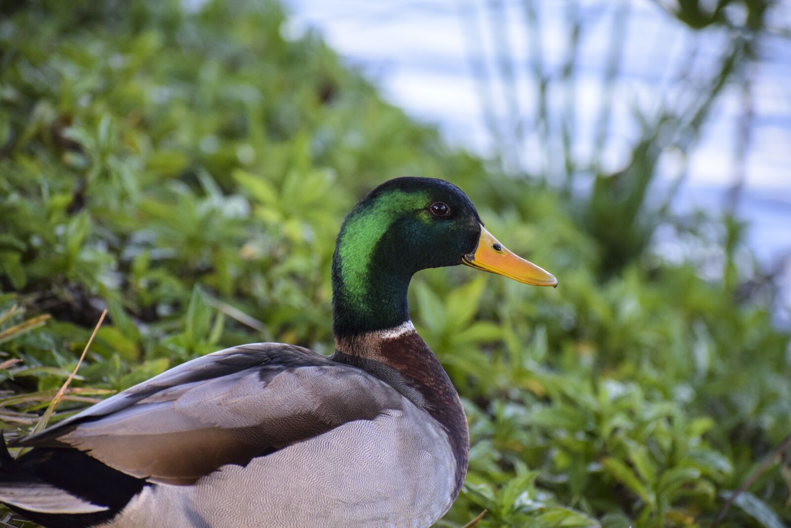 Nikon D5300 sample photo. Mallard, duck, lake photography