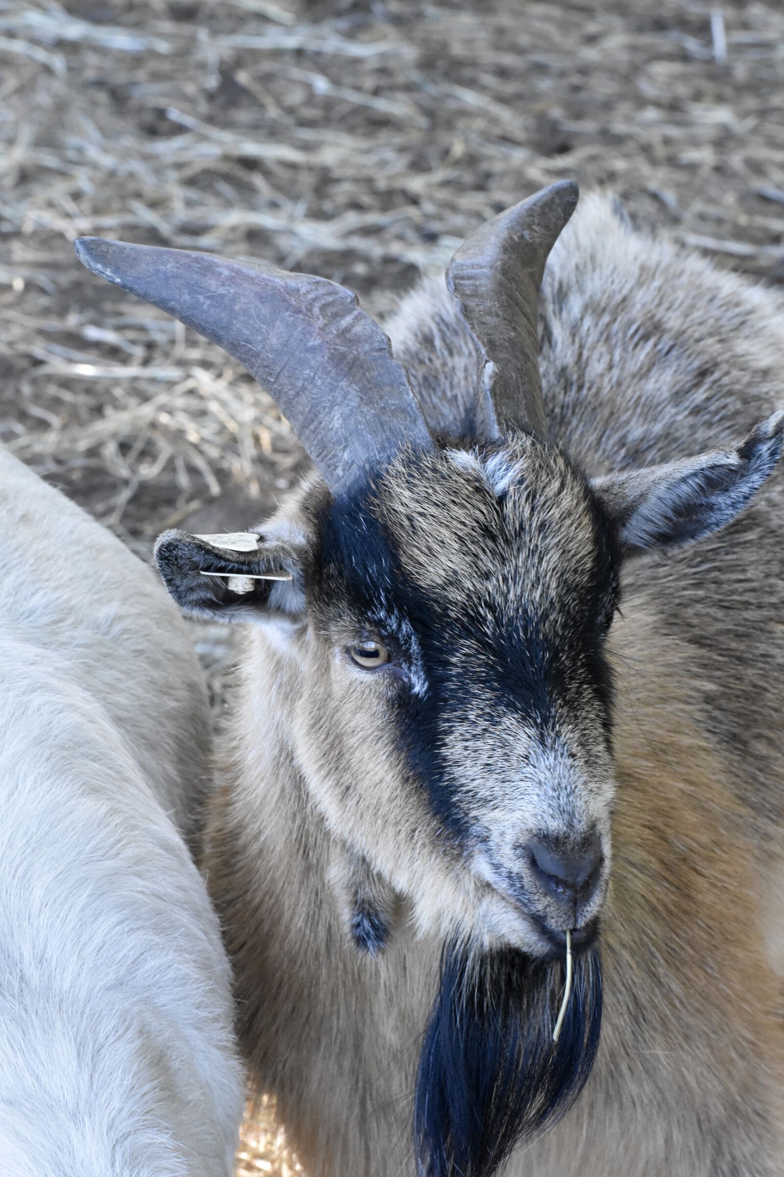 Nikon D3400 sample photo. Goat, animal, farm photography
