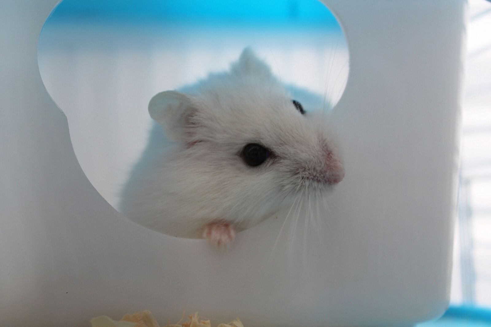 Canon EOS 1200D (EOS Rebel T5 / EOS Kiss X70 / EOS Hi) sample photo. Hamster, rodent, animal photography