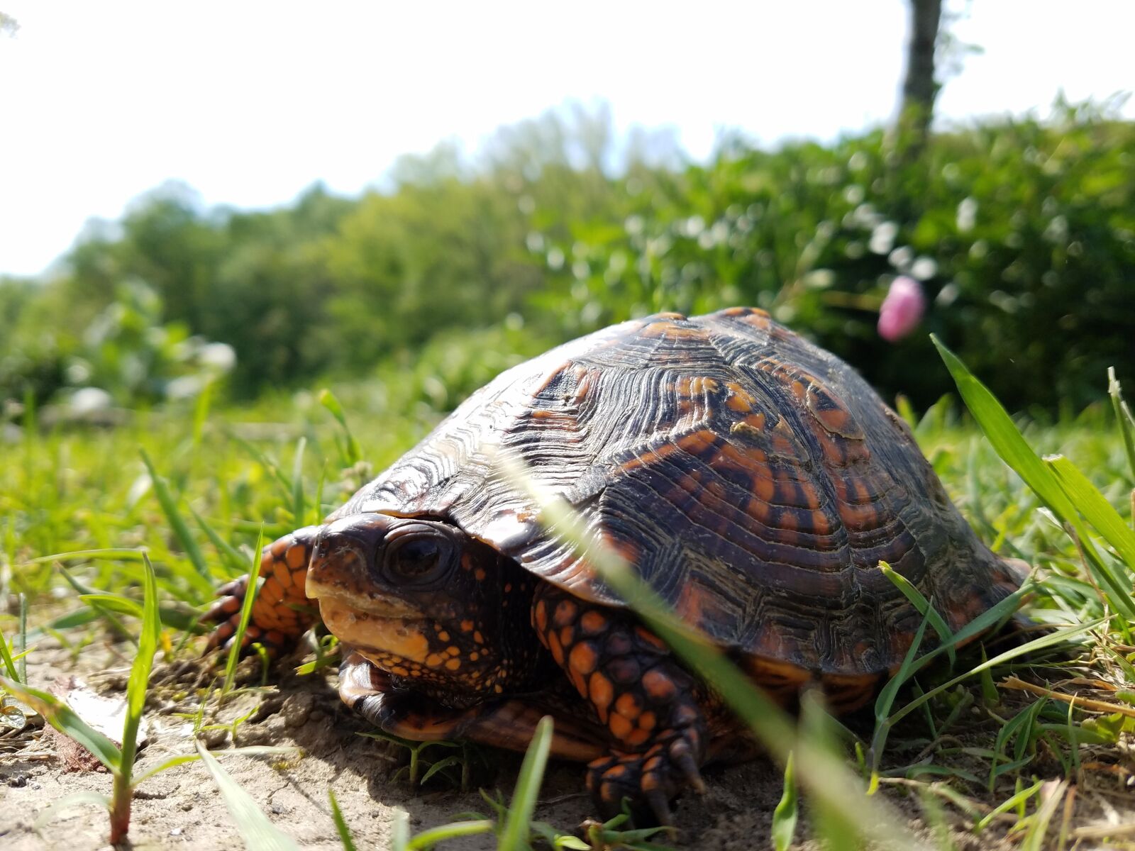 Samsung Galaxy S7 sample photo. Turtle, nature, grass photography
