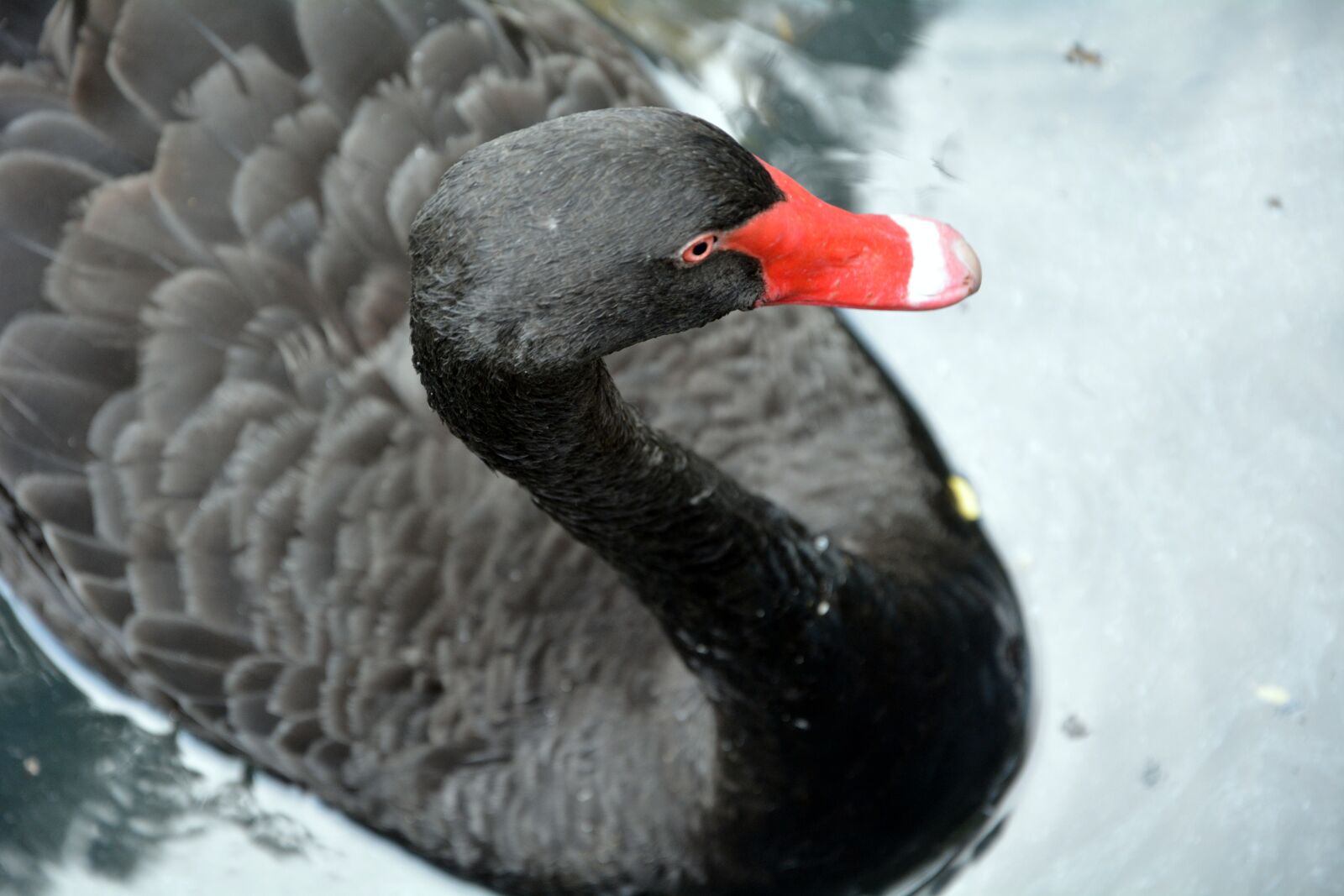 Nikon D5200 sample photo. Black swan, red beck photography