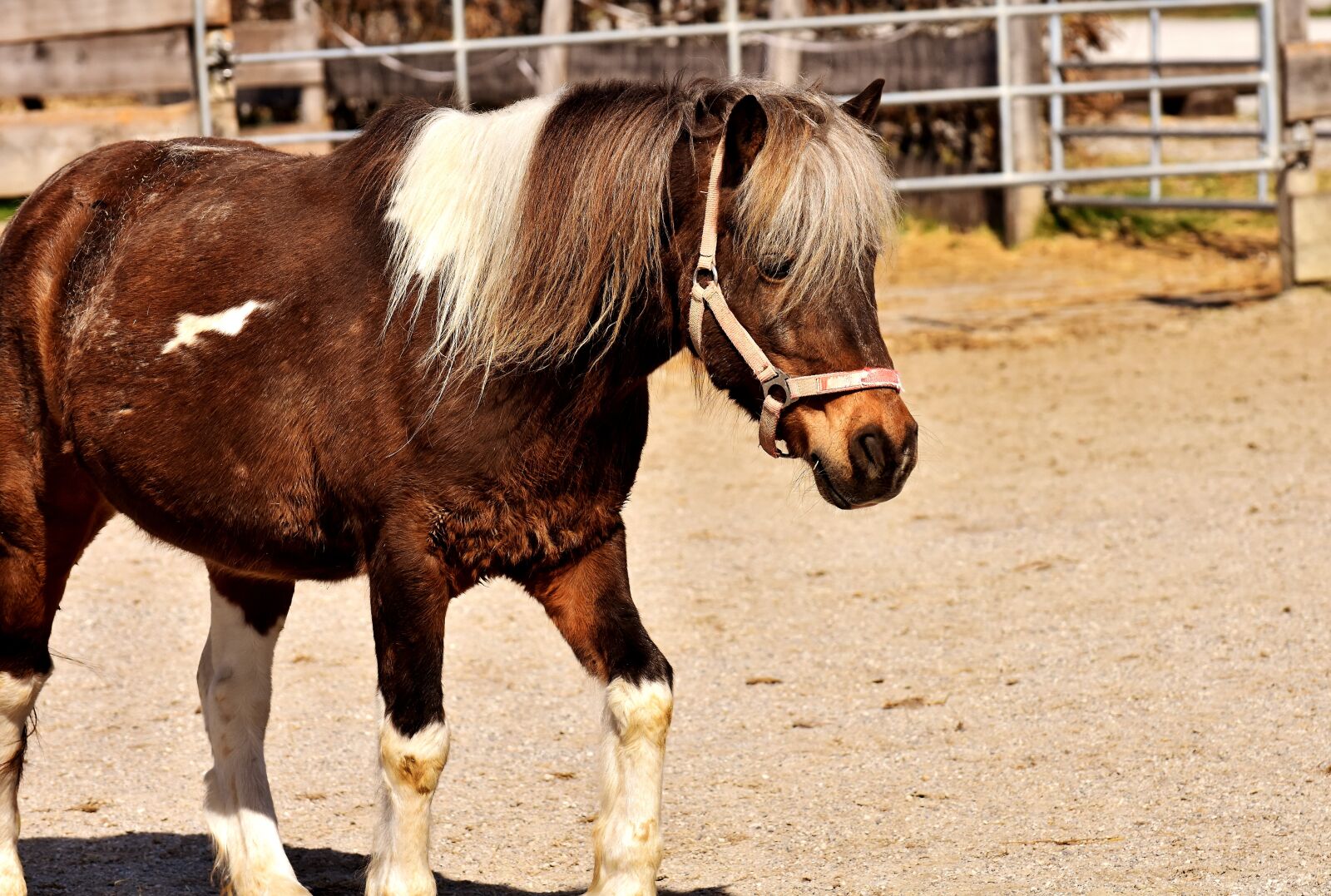 Nikon D7200 sample photo. Pony, horse, brown photography