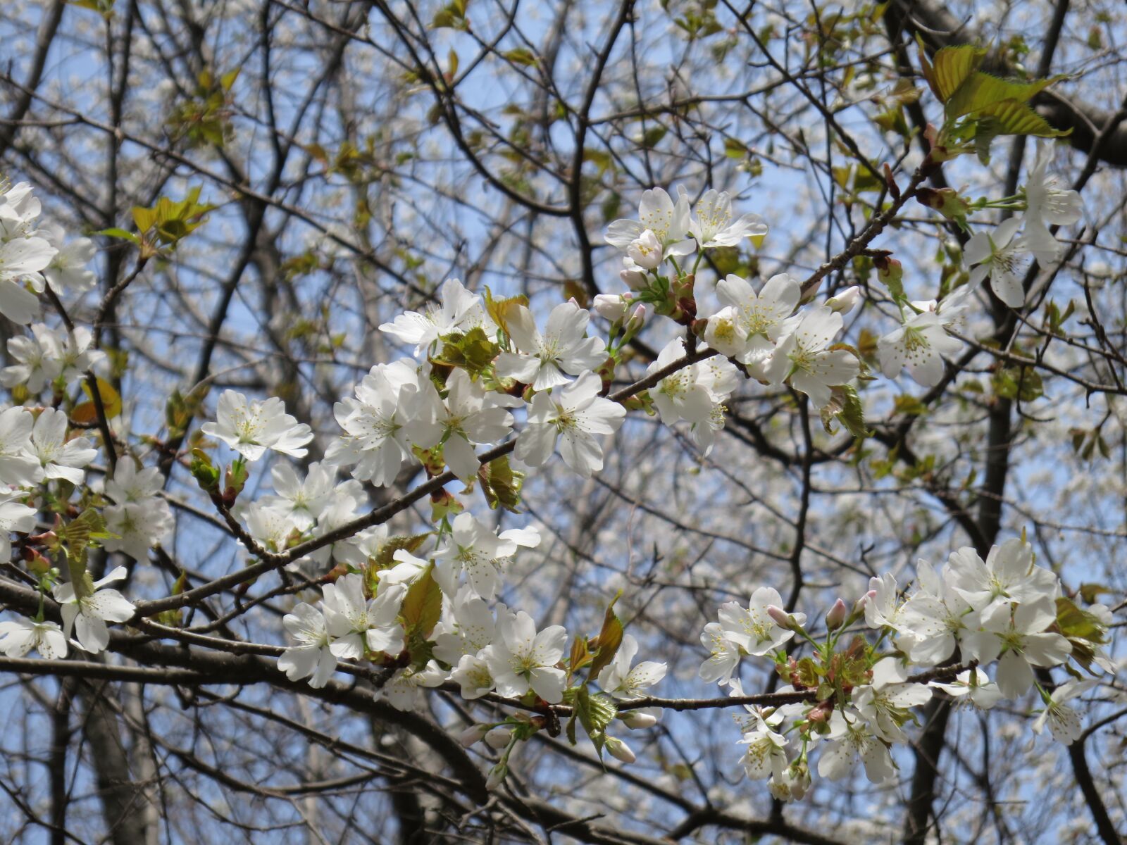 Canon PowerShot S100 sample photo. Cherry blossom, osaka, flower photography