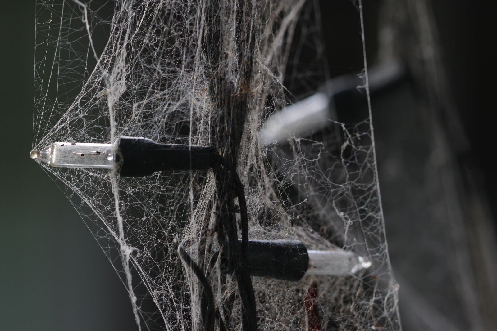 Canon EOS 500D (EOS Rebel T1i / EOS Kiss X3) sample photo. Lights, spiders, nature photography