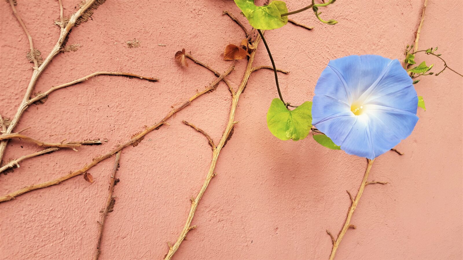 Samsung Galaxy S6 sample photo. Flower, blue, ivy photography