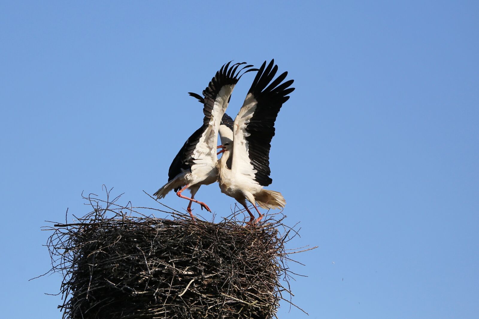 Canon EOS 6D + Canon EF 70-300mm F4-5.6L IS USM sample photo. Stork fighting, stork, bird photography