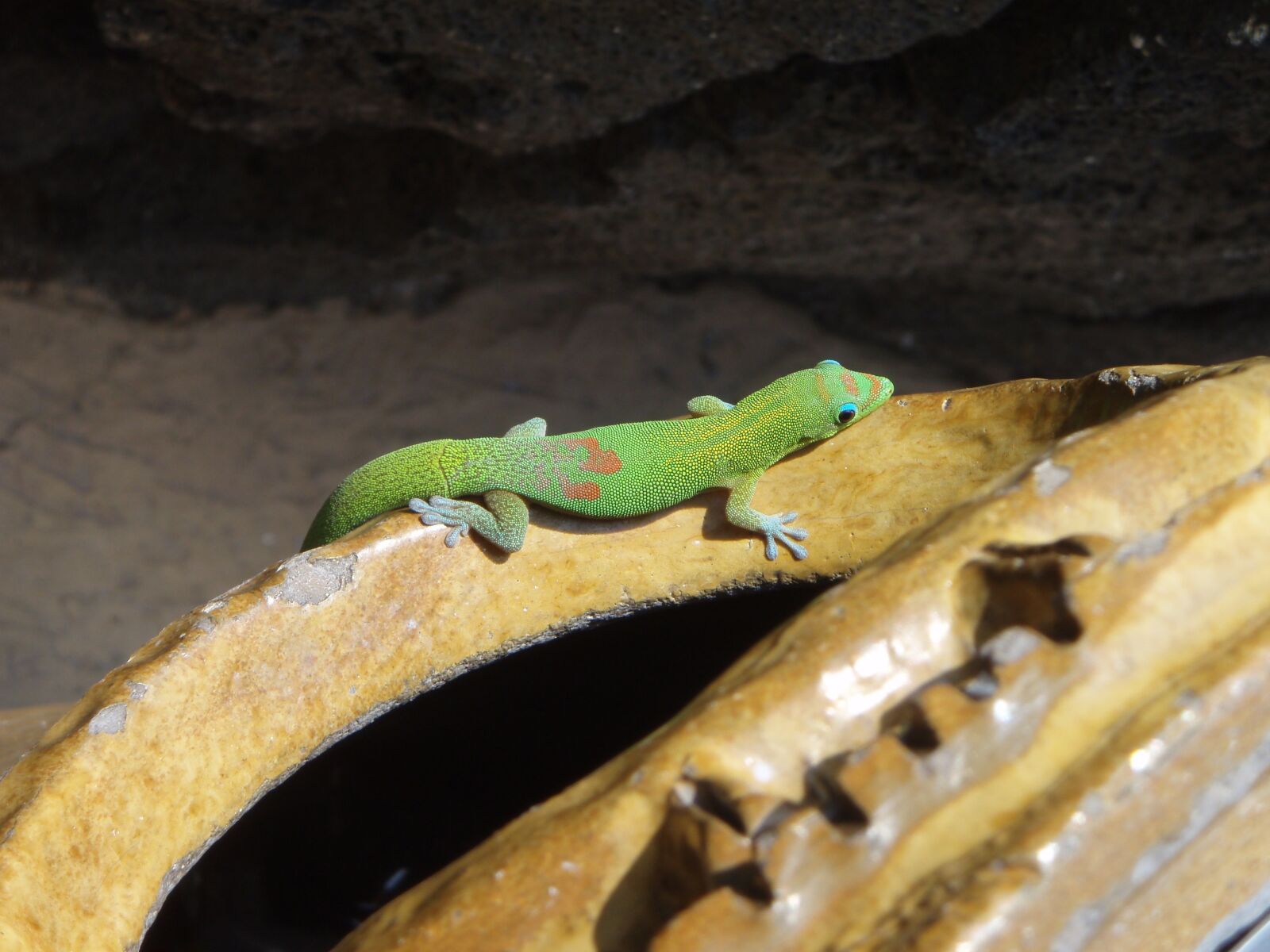 Olympus u770SW,S770SW sample photo. Gold dust day gecko photography