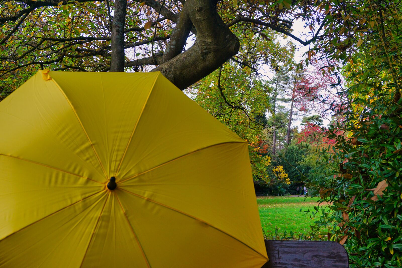 Sony E 16-50mm F3.5-5.6 PZ OSS sample photo. Autumn, umbrella, yellow photography
