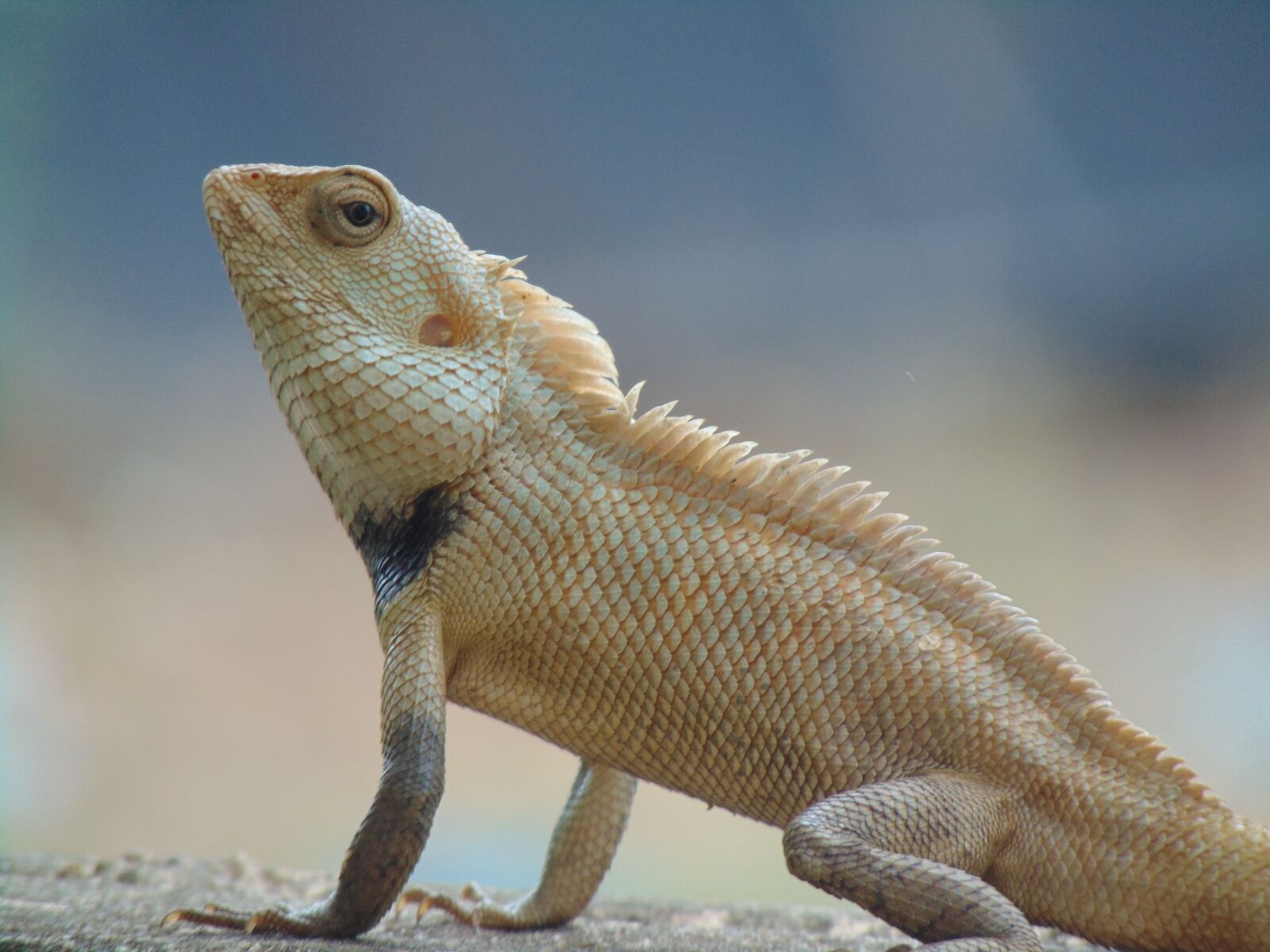 Sony Cyber-shot DSC-H300 sample photo. Indian garden lizard, green photography