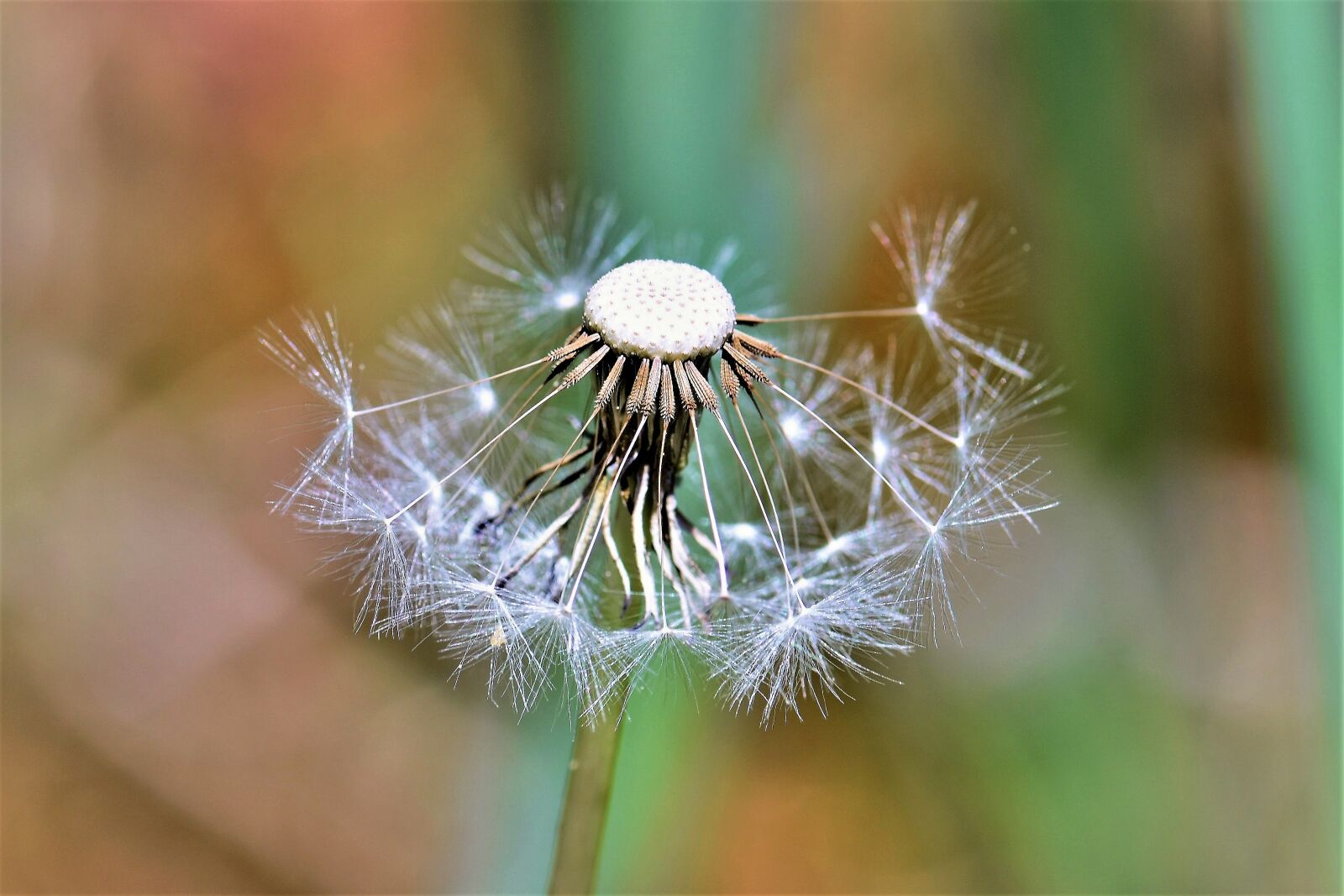Nikon D5500 sample photo. Dandelion, fade, bloom photography