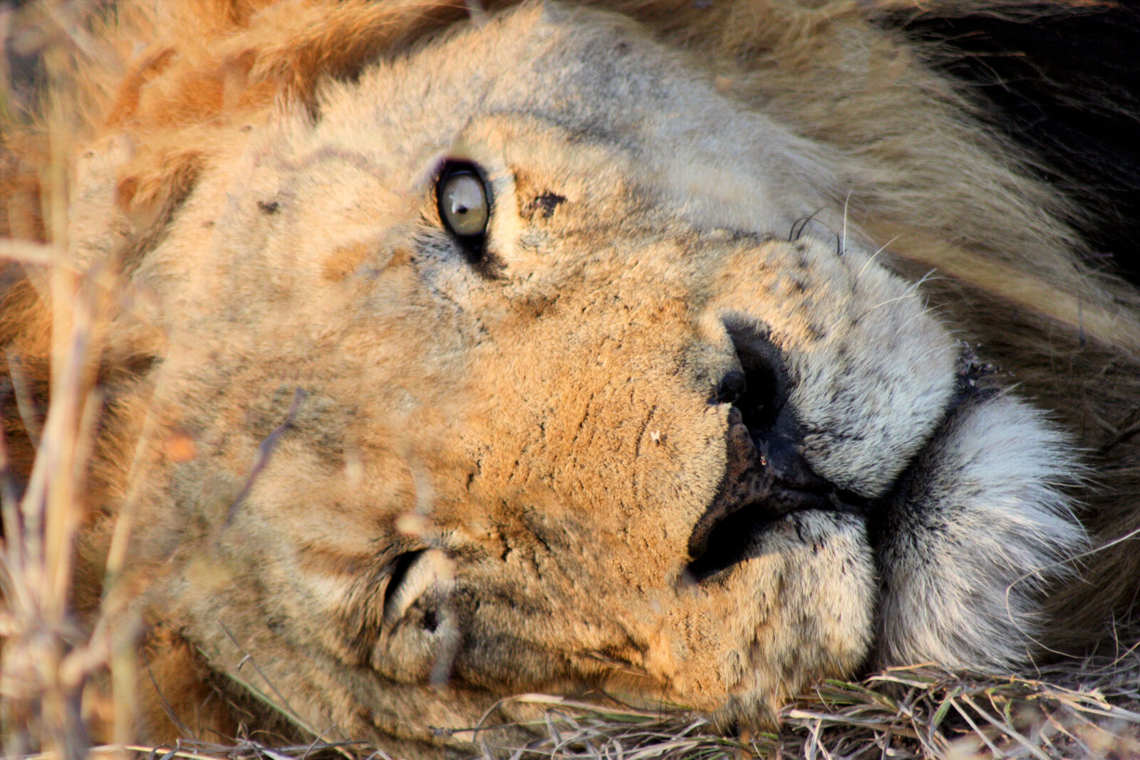 Canon EOS 450D (EOS Rebel XSi / EOS Kiss X2) sample photo. Animal, big, 5, lion, wild photography