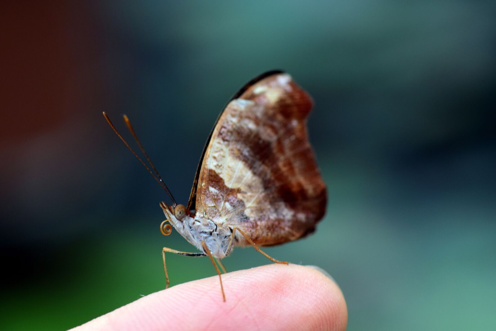 Nikon D3300 sample photo. Nature, insect, butterfly photography