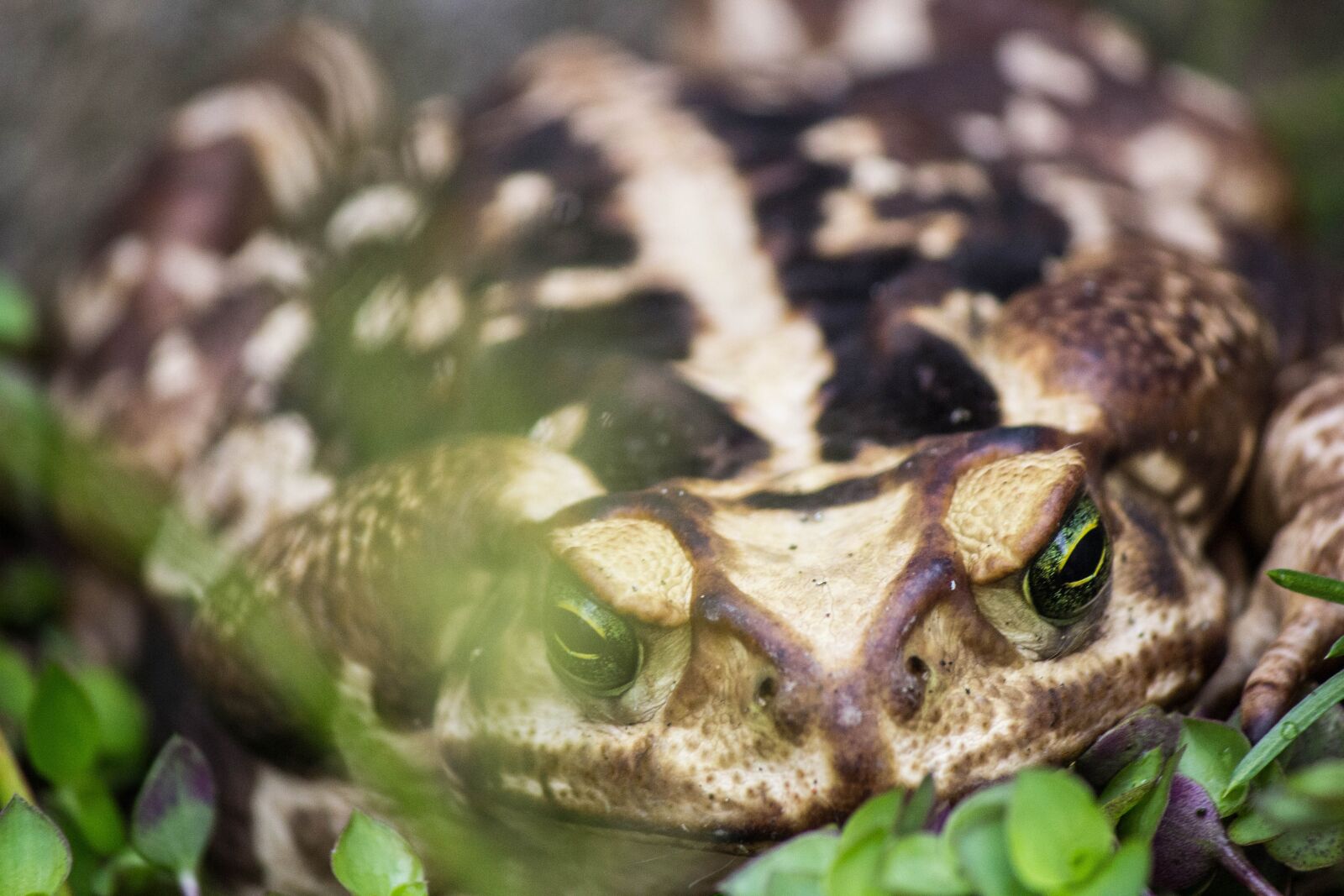 Canon EOS 60D sample photo. Sapo, animal, jardim photography