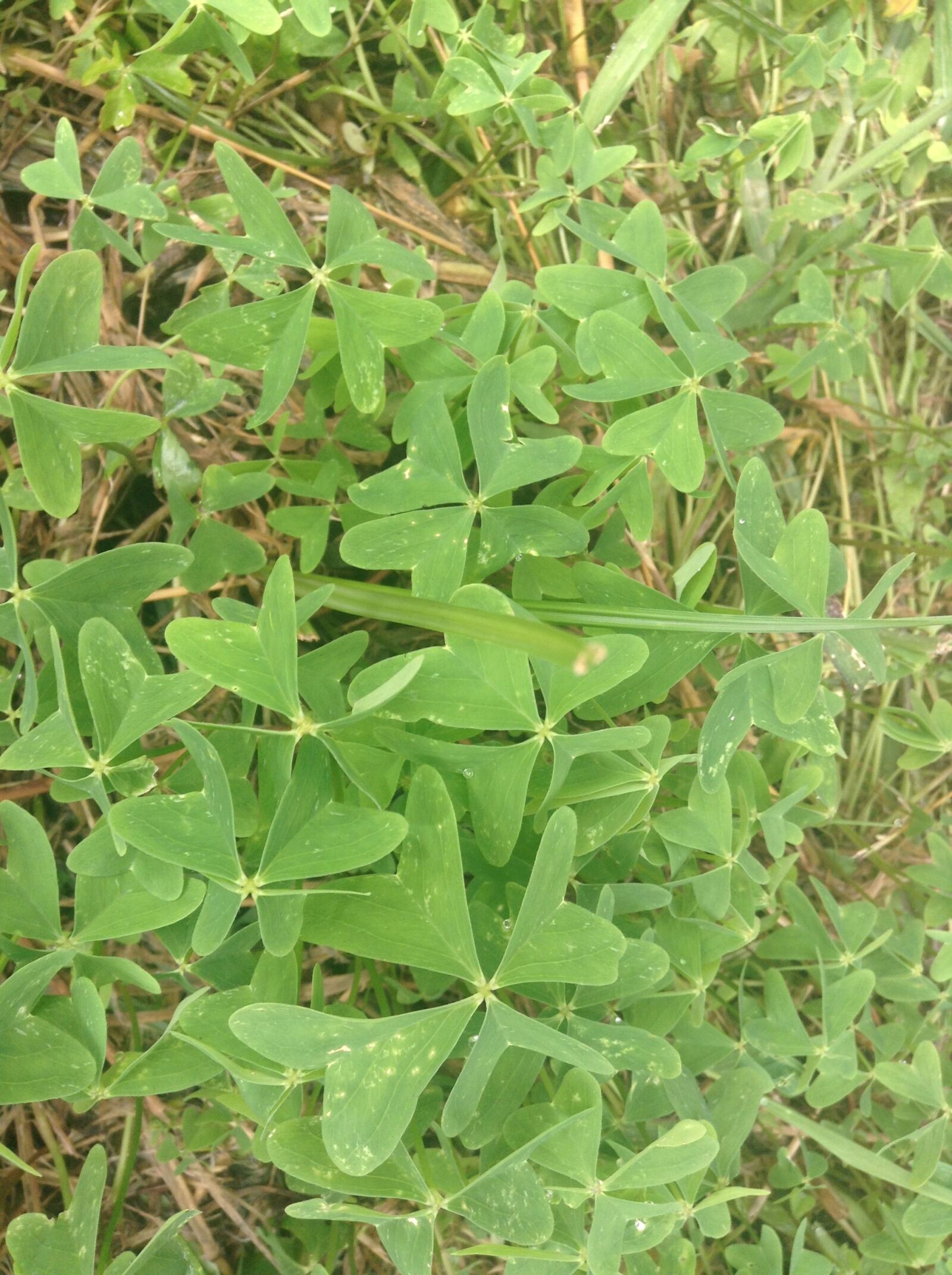 Apple iPod touch sample photo. Clover, four, leaf, clover photography