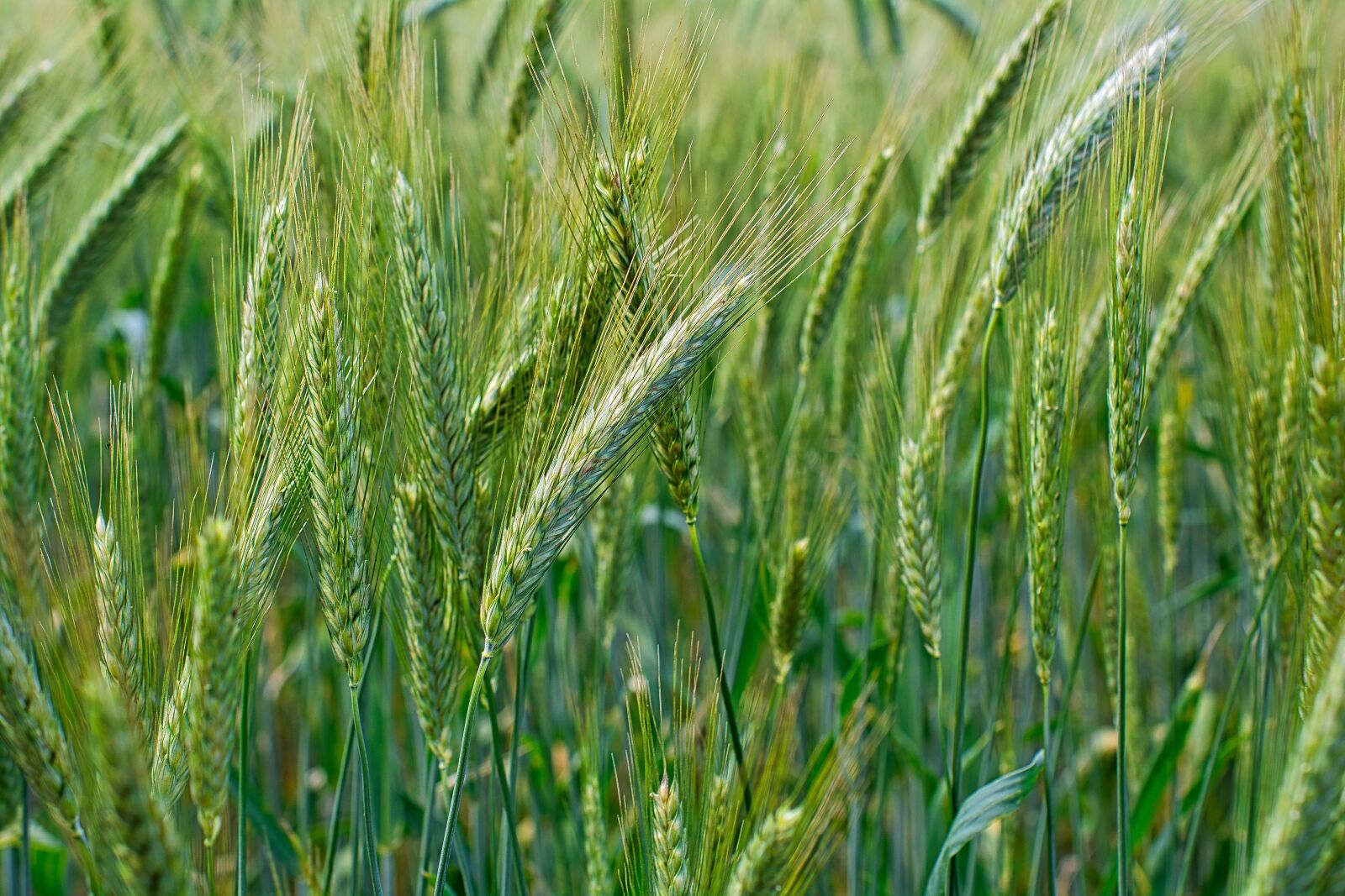 Nikon D7100 sample photo. Wheat, fields, agriculture photography