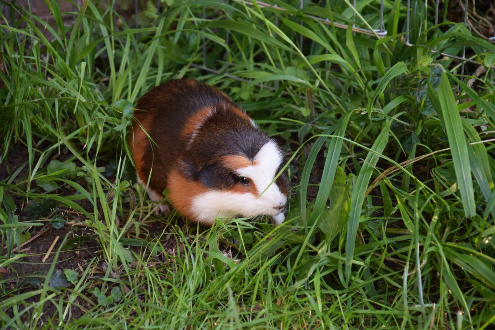 Nikon D5300 sample photo. Guinea pig, rodent, pet photography