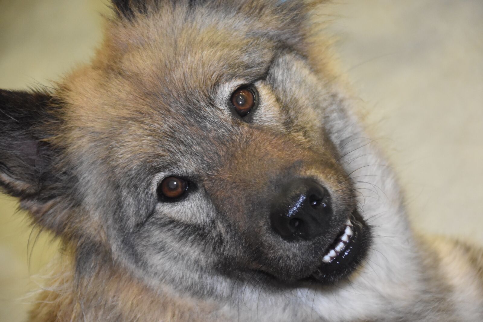 Nikon D5600 sample photo. Dog, dog eurasier, portrait photography