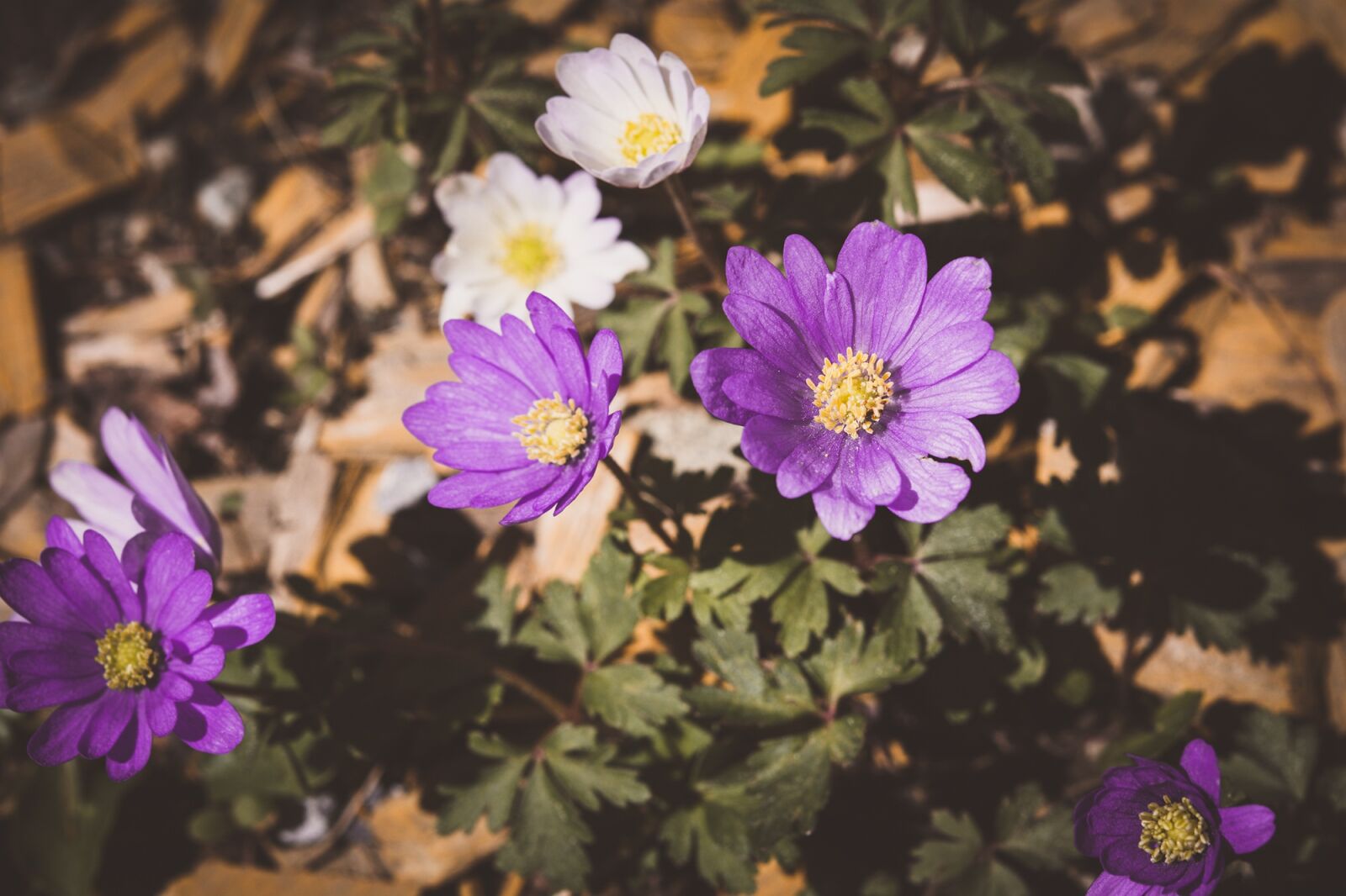 Nikon D7100 sample photo. Anemone, garden, flower photography