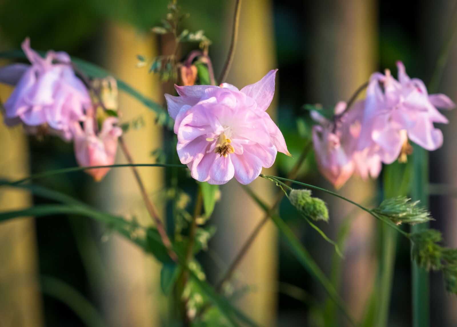 Fujifilm X-T2 sample photo. Spring, bloom, flower photography