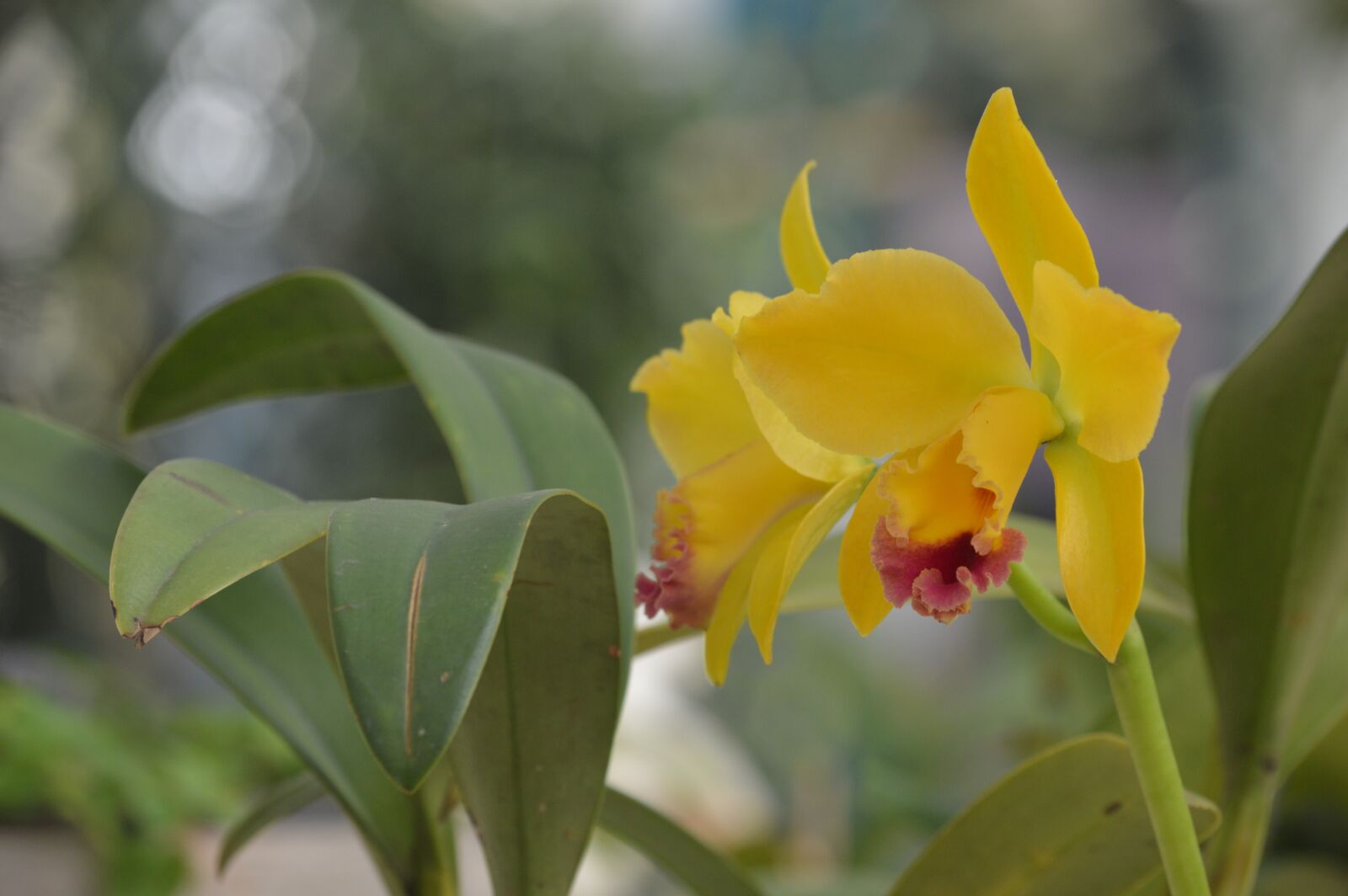 Nikon D3200 sample photo. Orchid, yellow flower, blossom photography
