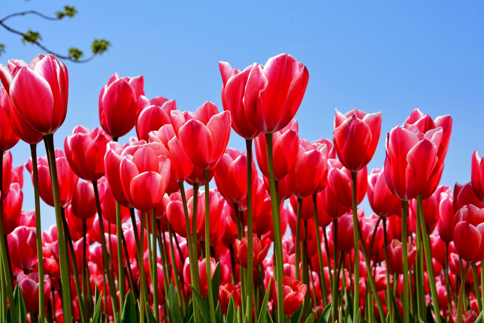 Nikon D7100 sample photo. Tulips, park, red photography
