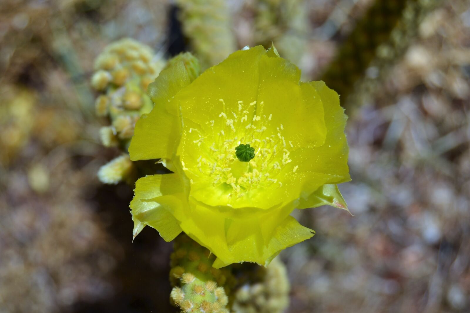 Nikon D3100 sample photo. Cactus, flowers, garden photography