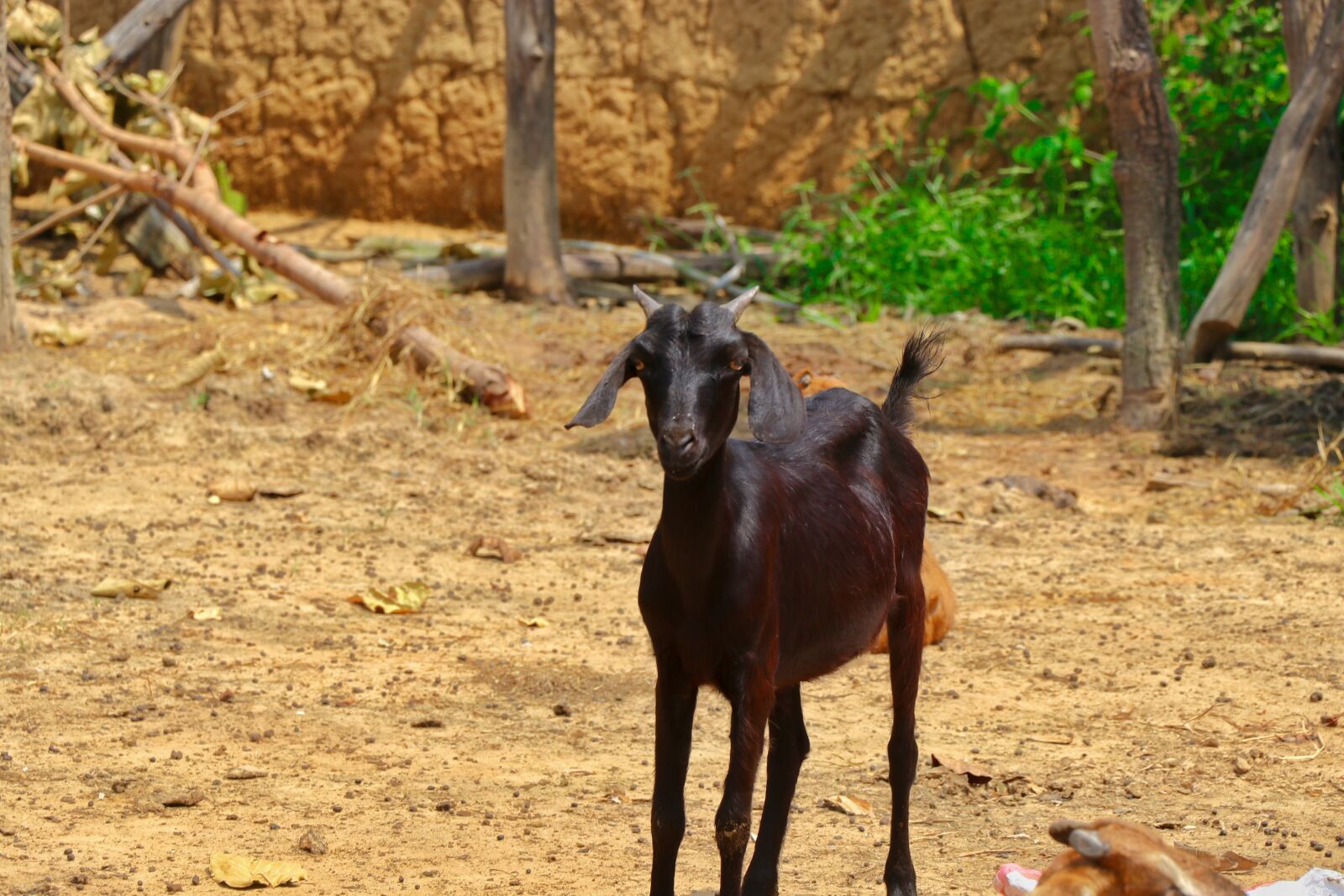 Canon EOS 80D sample photo. Goat, cheese, livestock photography