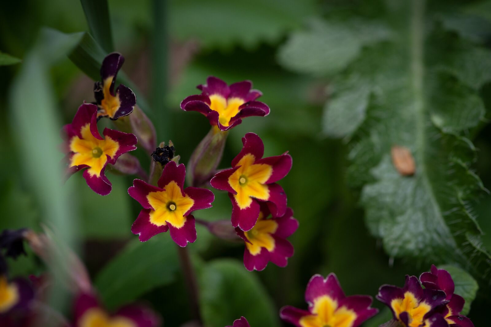 Nikon D750 sample photo. Flowers, garden, in the photography