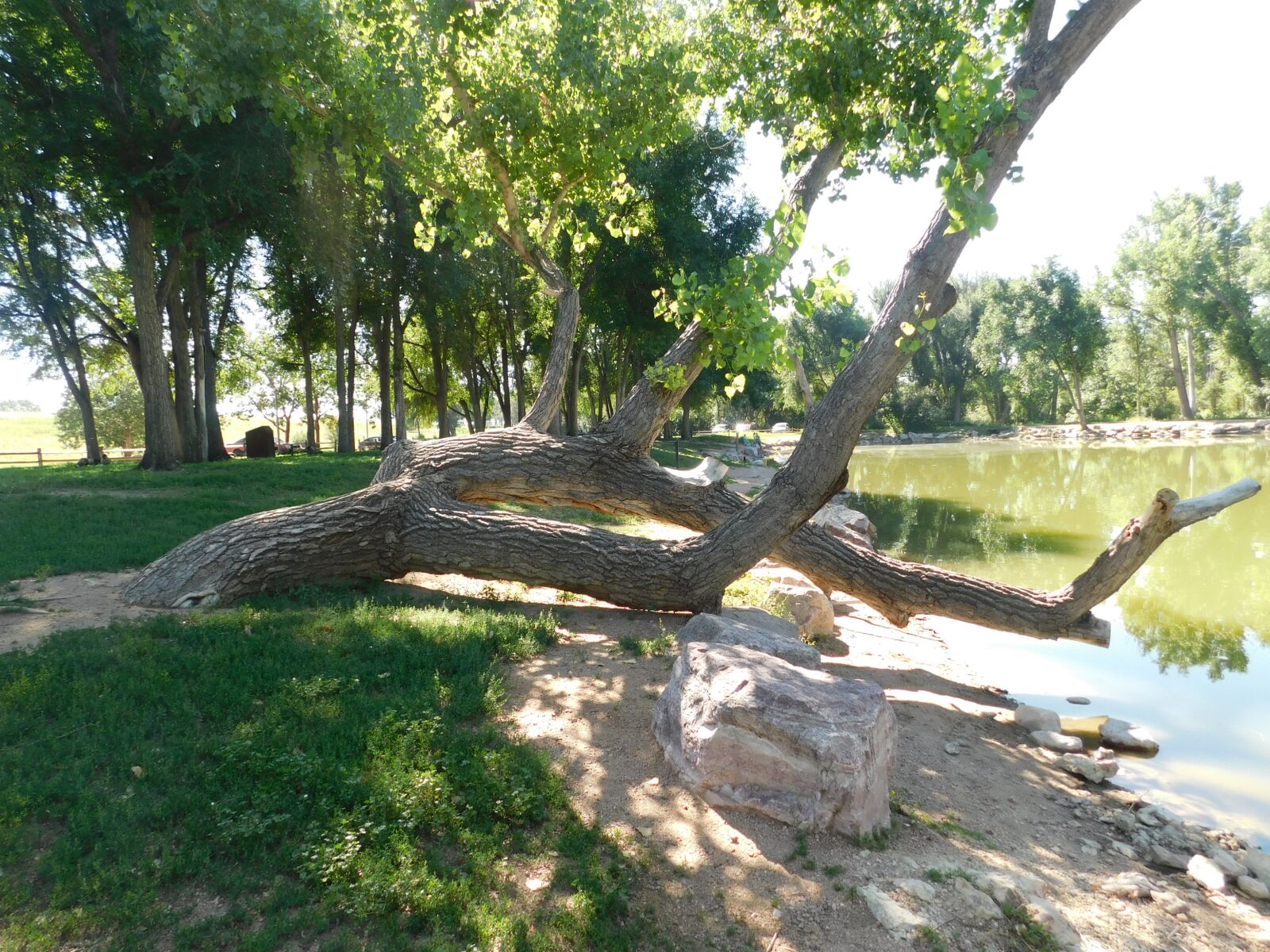 Nikon Coolpix B500 sample photo. Park, tree, beauty photography